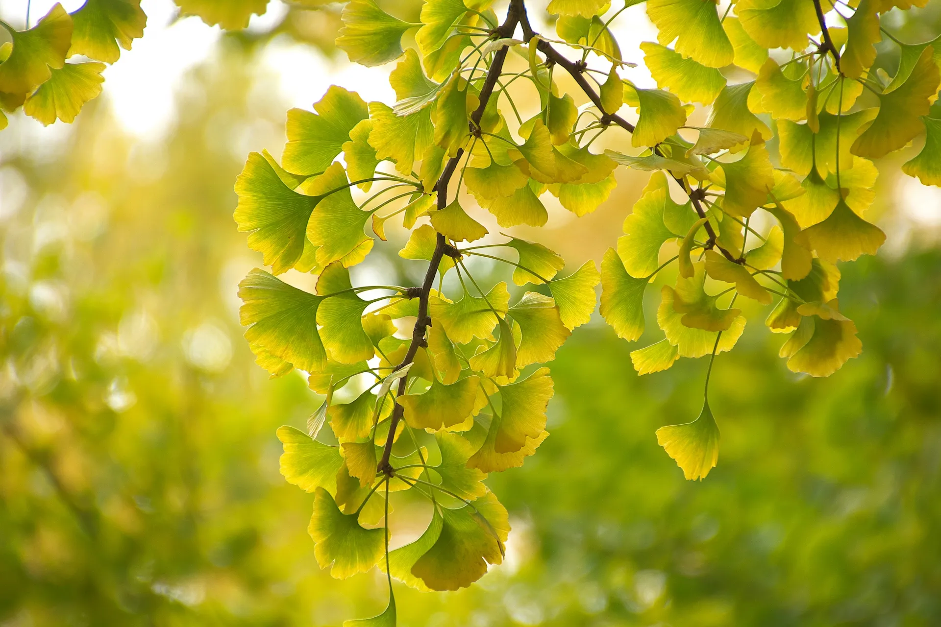 Ginkgo leaves